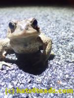 /home//u458753944/public_html/sourcegallery////Roxborough Toad Detour/2022/2022-03-17/P3170881.JPG